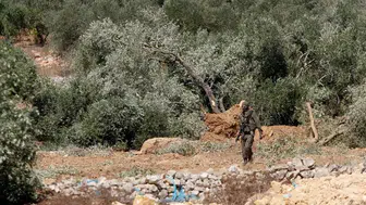 İsrailli yerleşimcilerden Filistinli çiftçilere zeytin hasadı saldırısı