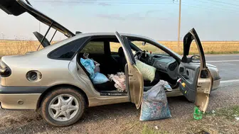 Şanlıurfa'da 4 Fıstık Hırsızı Suçüstü Yakalandı