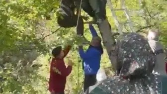 Artvin'de ceviz toplarken ağaçta mahsur kaldı : Ekipler kurtardı