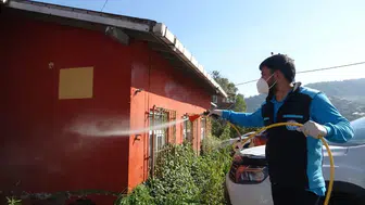 Trabzon'da Kokarcaya Karşı Yürütülen Mücadele Sonuç Veriyor