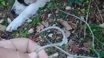 Bursa'da Ormandaki Tuzağa Düşen Köpek Kurtarıldı