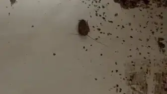 Hatay'daki Fırında Hamam Böceği ve Sigara Skandalı