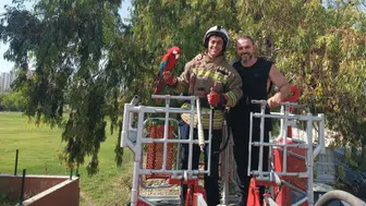 Kafesinden kaçan papağan ağaçta mahsur kaldı : İtfaiye kurtardı