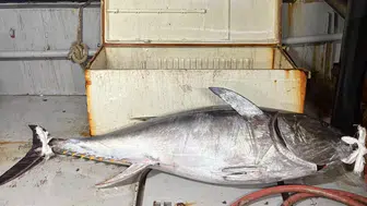 Saros Körfezi'nde Yakalanan Dev Orkinos Şaşırttı