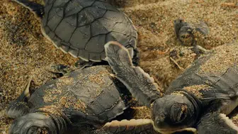 WWF-Türkiye'den Yeşil Deniz Kaplumbağaları İçin Anlamlı Maraton Çağrısı