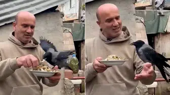 Kocaeli'de Yaralı Bulduğu Kargaya Gözü Gibi Bakıyor