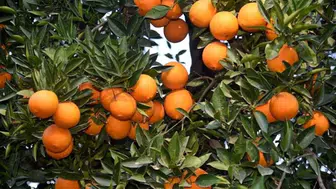 Tarlada 2 Lira Olan Mandalina Marketlerde 50 Liraya Satılıyor