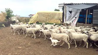 Diyarbakır'da küçükbaş hayvancılığa 2 milyon liraya kadar kredi desteği