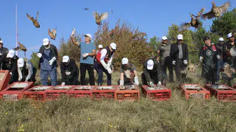 Kastamonu'da 300 sülün doğaya salındı