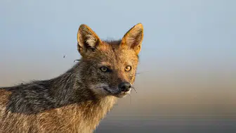 WWF 2026 Yaşayan Gezegen Raporu Yaban Hayatındaki Büyük Düşüşü Ortaya Koydu