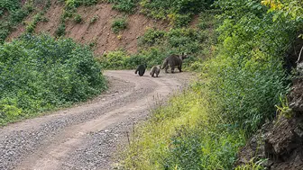 Kastamonu Ormanlarında Sürpriz Ayı ve Yavru Karşılaşması