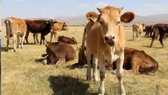 Kırsalda Bereket Hayvancılığa Destek başvuru nasıl yapılır? Başvuru şartları neler?