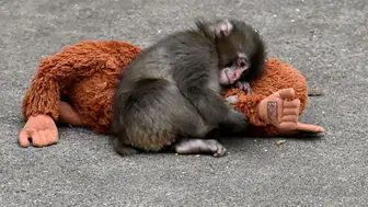 Punch'ın Oyuncağının Türkiye Fiyatı Ne Kadar Oldu?