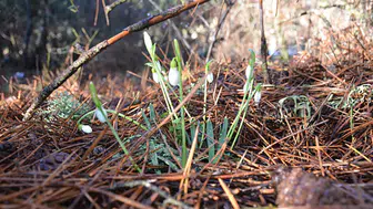 Kardelen Çiçeğini Koparmanın Cezası Neden Bu Kadar Yükseldi?