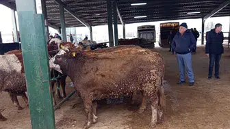Tavşanlı hayvan pazarında Kurban Bayramı öncesi hareketlilik neden bu kadar erken başladı?