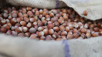 Fındık Piyasasında Neden Fiyatlar Yükselmiyor? Son Durum Nedir?