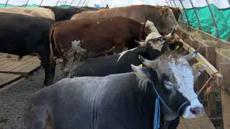 Kurbanlık fiyatları ne durumda? Balıkesir'de satışlar başladı!