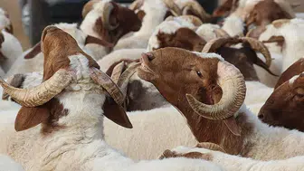 2026 Kurban Bayramı Ne Zaman Başlayacak ve Arefe Günü Hangi Tarihe Denk Geliyor?