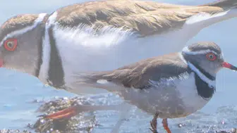 Türkiye'de İlk Defa Görülen Takkeli Cılıbıt Kuşu Nedir ve Ne Anlama Geliyor?