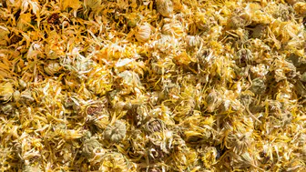 Karahindiba Bitkisi Neden Önemli ve Faydaları Neler?