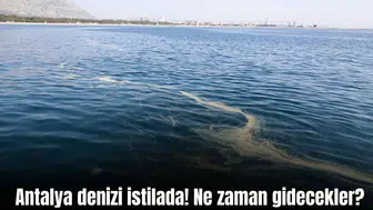 Antalya Körfezi'nde Kızıldeniz'den Gelen Denizanaları Neden Yoğunlaşıyor?