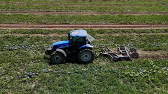 Yılın ilk hasadı başladı: Fiyatı 160 liraya kadar çıktı