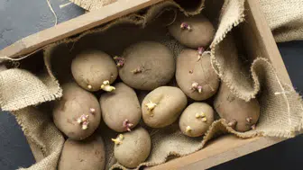 Patateslerinizi nasıl uzun süre taze tutabilirsiniz? İşte bilmeniz gerekenler!