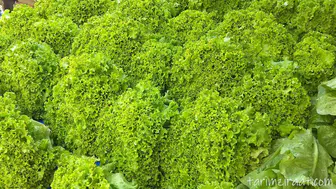 Kıvırcık Marul Fiyatlarında Neden Bu Kadar Yüksek Artış Yaşanıyor?