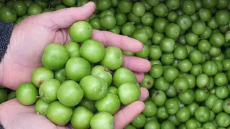 Yeşil Erik Fiyatları Neden Bu Kadar Yüksek? Tüketiciler Ne Düşünüyor?