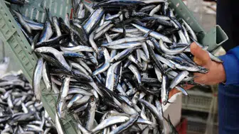 Zonguldak'ta İstavrit Bolluğu Fiyatlara Nasıl Yansıdı?