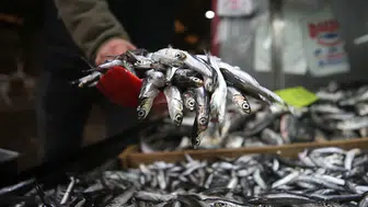 Palamut avında beklentiler karşılanamadı