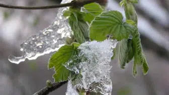 Bakanlık, zirai don riski hakkında üreticileri uyarıyor mu?