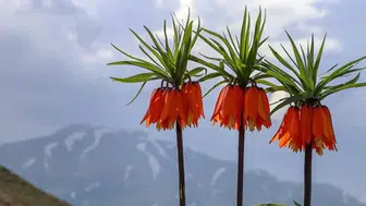 Ters Lale koparmak yasak mı, neden? Cezası ne kadar?