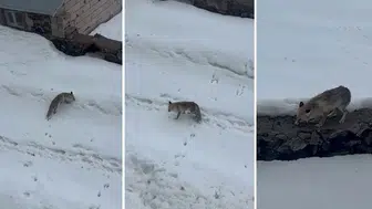 Erzurum'un Karayazı ilçesinde aç kalan bir tilki ev sahibi tarafından beslendi