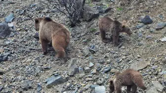 Kars'ta ayılar kış uykusundan uyandı