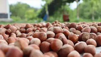 Karadeniz'de Fındık Fiyatlarında Büyük Değişiklikler Yaşanıyor