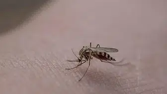 Antalya’da yağış alarmı: Sivrisinek tehlikesi büyüyor