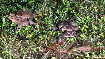 Kütahya'da 5 Bin Yıllık Kurbağa Göçü Neden Yeniden Başladı?