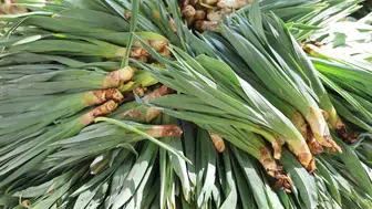 Dağlardan Gelen Doğal Antibiyotik: Çiriş Otu Neden Bu Kadar Önemli?