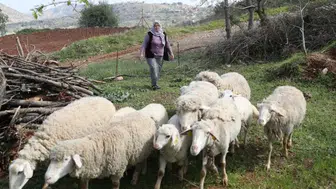 Malatya ve Diğer 81 İlde 100 Küçükbaş Hayvan Desteği İçin Kimler Başvurabilir?