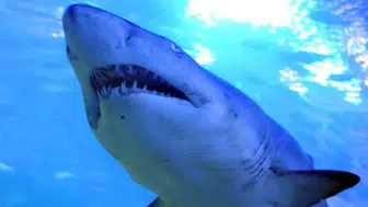 Bahamalar'daki köpek balıklarında uyuşturucu izleri mi bulundu?