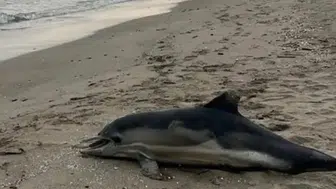 Ölü Yunus Neden Sahile Vurdu? Samsun Alaçam'da Olayın Detayları Neler?