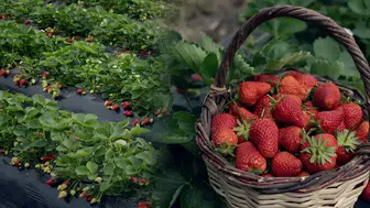 İzmir'in Emiralem Çileğinde Hasat Zamanı: Yağışlar Verimi Nasıl Etkiledi?
