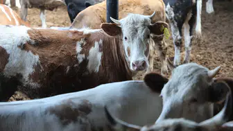 Elazığ'da Kurban Fiyatları Ne Olacak? Canlı Hayvan Kilogramı Hakkında Bilgiler