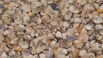 İzmir’de doğa tutkunlarının yeni gözdesi: Kabuk Adası neden bu kadar ilgi çekiyor?