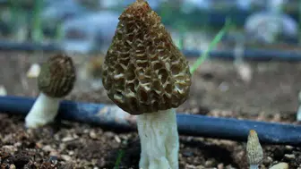 Kuzugöbeği mantarının fiyatı ne kadar ve neden bu kadar pahalı?