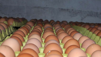 Diyarbakır'da Yumurtanın Fiyatları Neden Düşüyor?