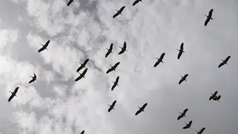 Kırıkkale'de leyleklerin gökyüzünde oluşturduğu muhteşem görüntüler dikkat çekiyor