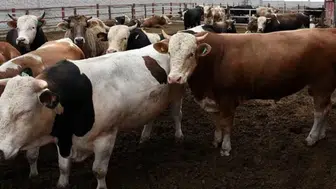 Kurbanlık fiyatlarının en yüksek olduğu iller hangileri? İşte detaylar