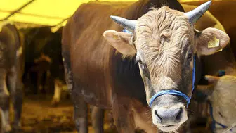 Konya'da kurban fiyatları belli oldu: İşte büyükbaş ve küçükbaş fiyatları